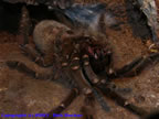 Theraphosa leblondi